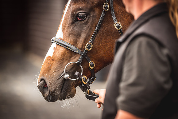 Goffs Premier Yearling Sale 2022-17