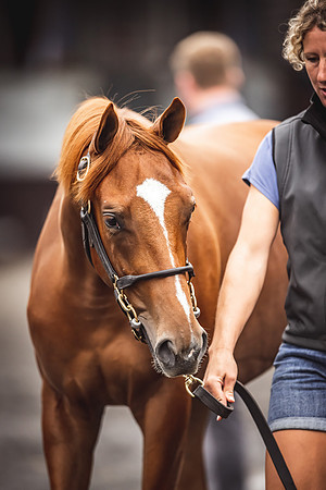 Goffs Premier Yearling Sale 2022-115