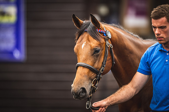 Goffs Premier Yearling Sale 2022-104