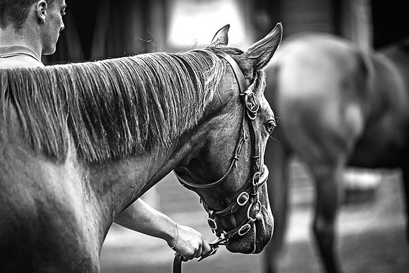 Goffs Premier Yearling Sale 2022-26