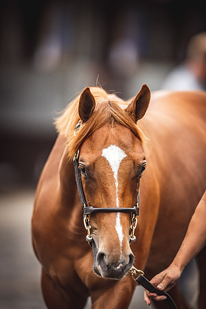 Goffs Premier Yearling Sale 2022-111