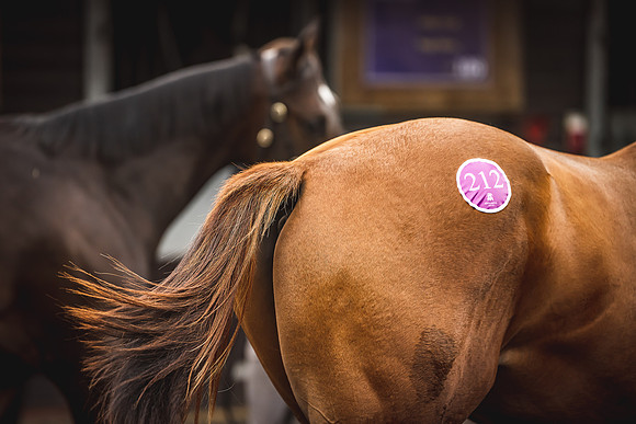 Goffs Premier Yearling Sale 2022-33