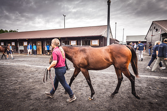 Goffs Premier Yearling Sale 2022-28