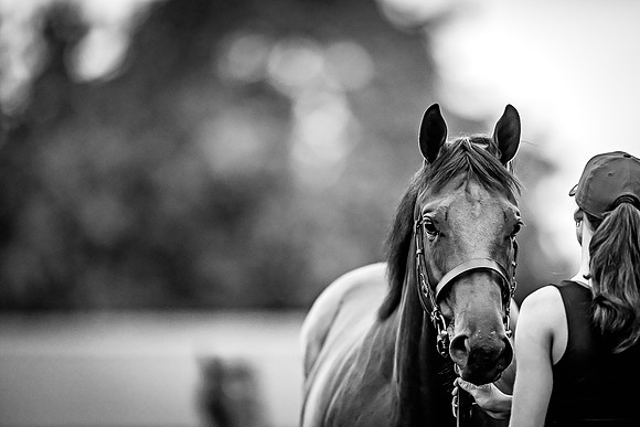 Goffs Premier Yearling Sale 2022-145