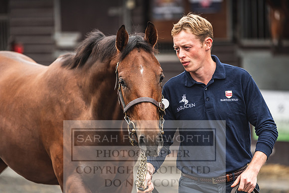 Goffs UK PYS21-3