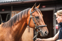 Goffs UK PYS21-13