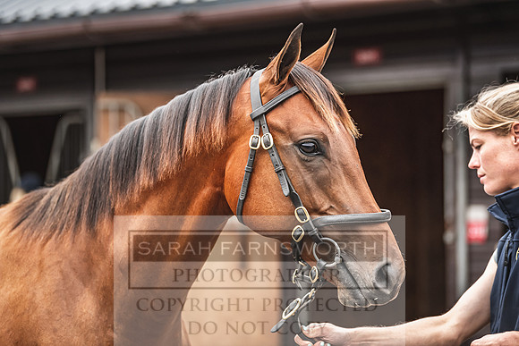 Goffs UK PYS21-13