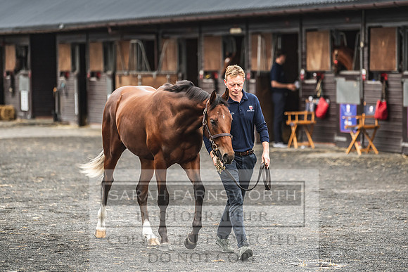 Goffs UK PYS21-4