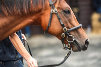 Goffs UK PYS21-16