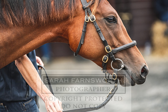 Goffs UK PYS21-16