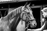 Goffs UK PYS21-12