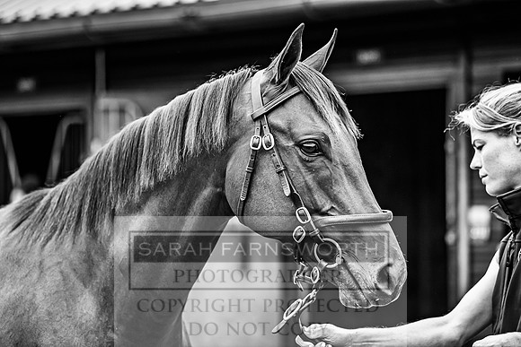 Goffs UK PYS21-12