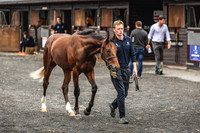 Goffs UK PYS21-5