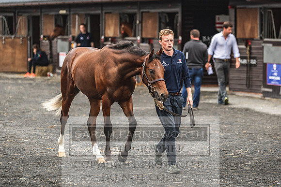 Goffs UK PYS21-5