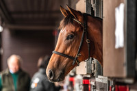 Goffs UK PYS21-20
