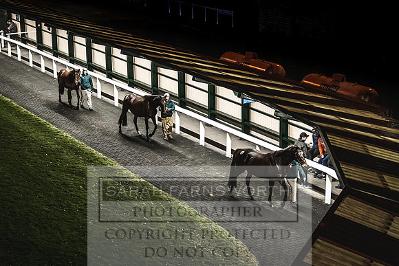 Goffs Nov Breeding Stock Sale 22-376