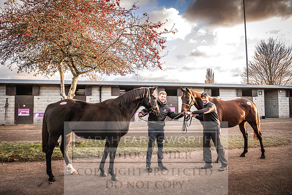 Goffs Nov Breeding Stock Sale 22-312