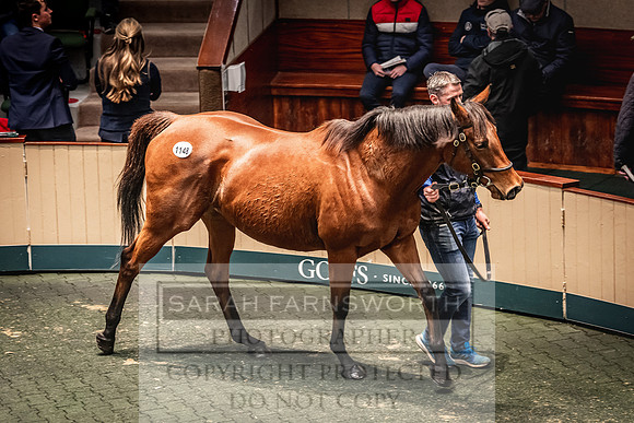 Goffs Nov Breeding Stock Sale 22-255