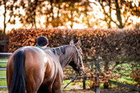 Goffs Nov Breeding Stock Sale 22-7