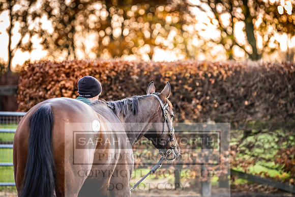 Goffs Nov Breeding Stock Sale 22-7