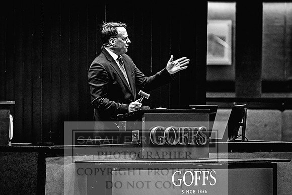 Goffs Nov Breeding Stock Sale 22-448
