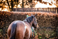Goffs Nov Breeding Stock Sale 22-11