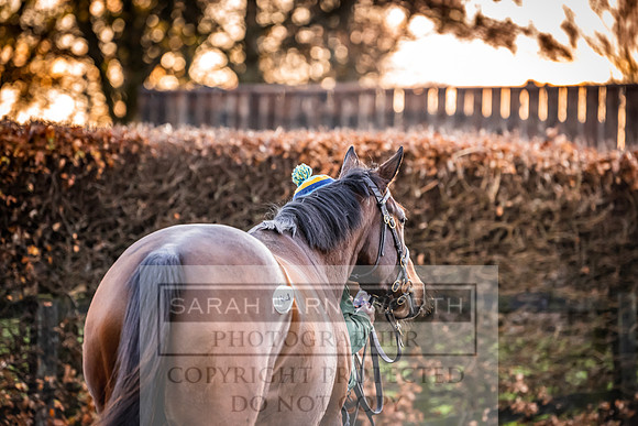 Goffs Nov Breeding Stock Sale 22-11