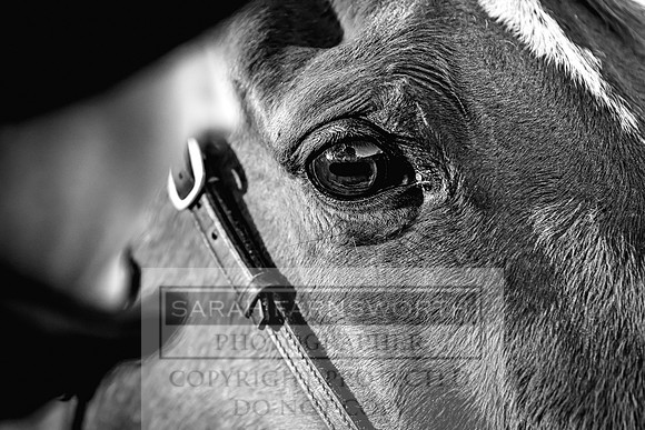 Goffs Nov Breeding Stock Sale 22-105