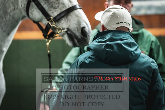 Goffs Nov Breeding Stock Sale 22-393