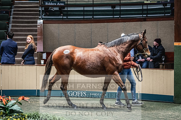Goffs Nov Breeding Stock Sale 22-461