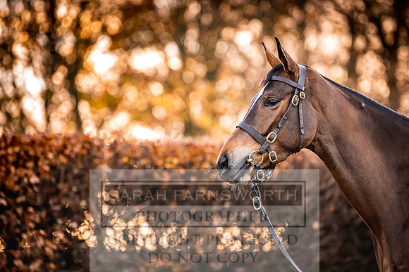 Goffs Nov Breeding Stock Sale 22-51