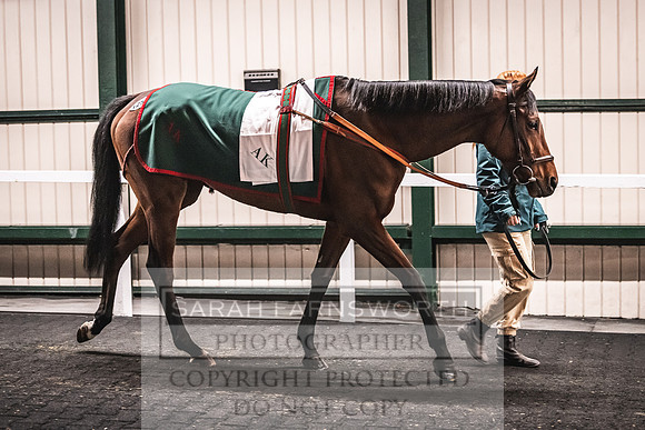 Goffs Nov Breeding Stock Sale 22-400