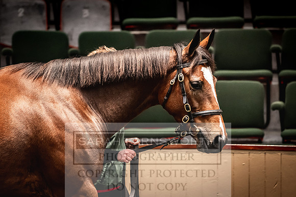 Goffs Nov Breeding Stock Sale 22-429