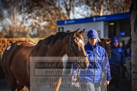 Goffs Nov Breeding Stock Sale 22-198