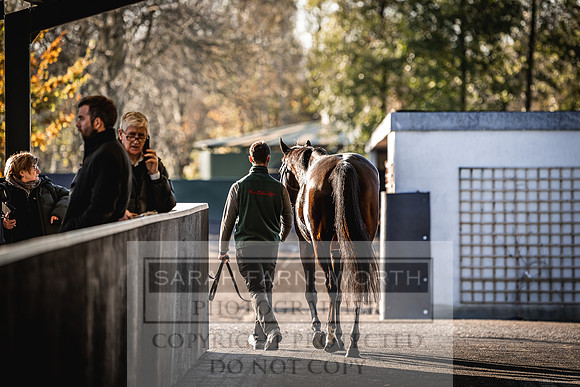 Goffs Nov Breeding Stock Sale 22-223