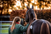 Goffs Nov Breeding Stock Sale 22-16