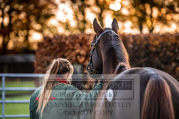 Goffs Nov Breeding Stock Sale 22-16