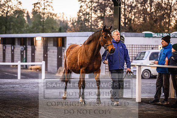 Goffs Nov Breeding Stock Sale 22-344