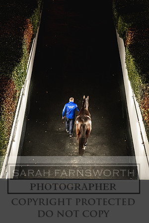 Goffs Nov Breeding Stock Sale 22-378