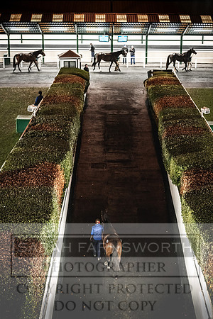 Goffs Nov Breeding Stock Sale 22-375
