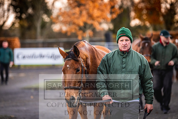 Goffs Nov Breeding Stock Sale 22-41