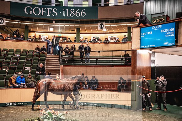 Goffs Nov Breeding Stock Sale 22-266