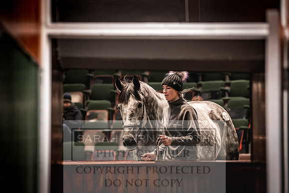 Goffs Nov Breeding Stock Sale 22-286