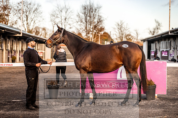 Goffs Nov Breeding Stock Sale 22-320