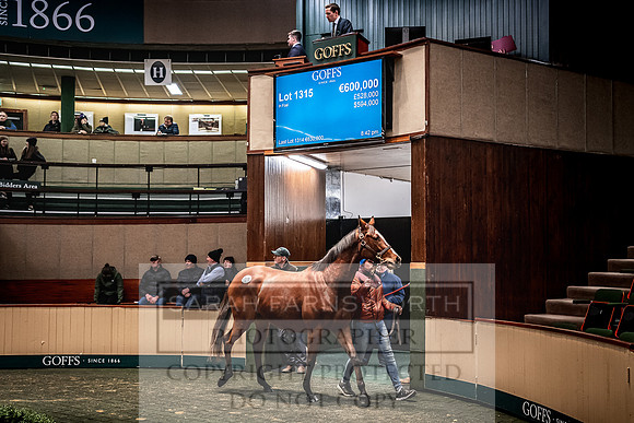 Goffs Nov Breeding Stock Sale 22-464