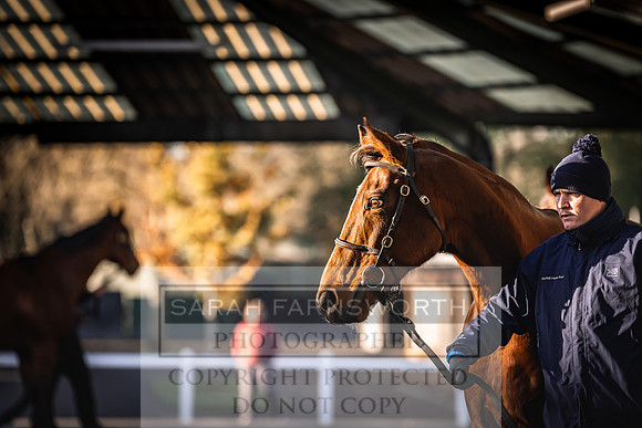 Goffs Nov Breeding Stock Sale 22-132