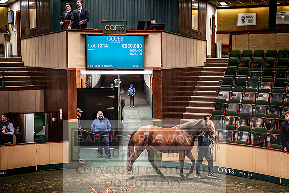 Goffs Nov Breeding Stock Sale 22-453