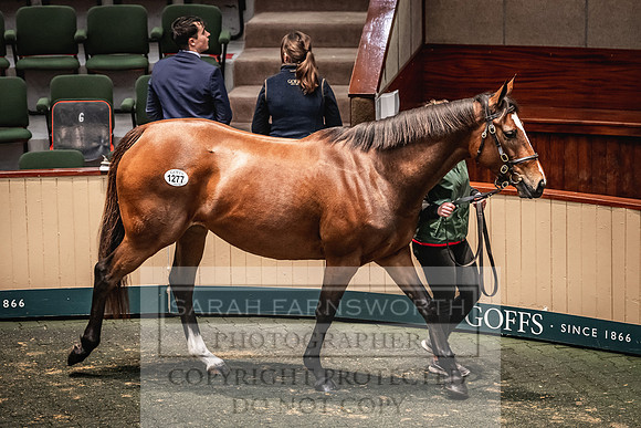 Goffs Nov Breeding Stock Sale 22-426