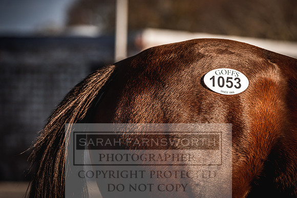 Goffs Nov Breeding Stock Sale 22-145