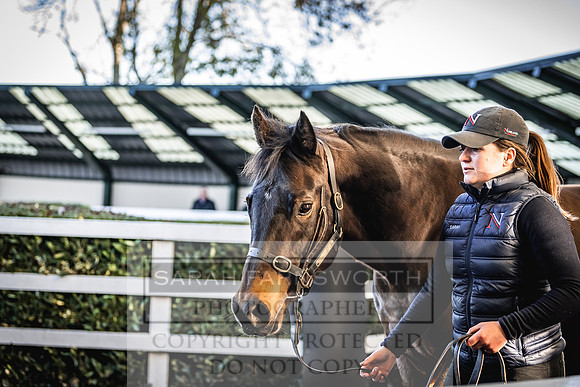 Goffs Nov Breeding Stock Sale 22-190